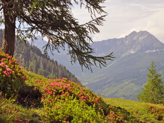 Biketour zum Sattelbauer in Flachau © Shutterstock